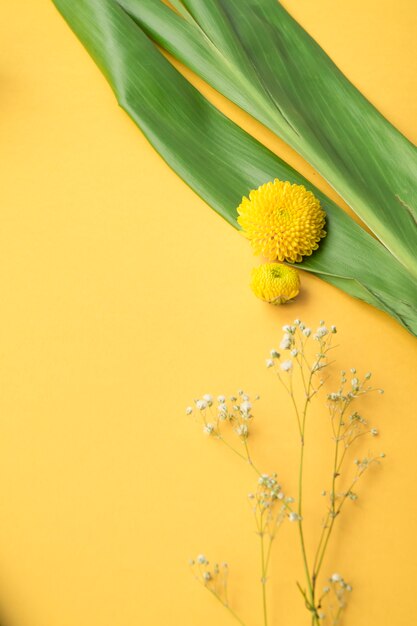 Crisantemo y flores comunes de respiración del bebé sobre fondo amarillo