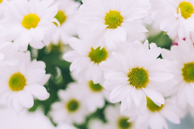 Crisantemo de flores de primavera