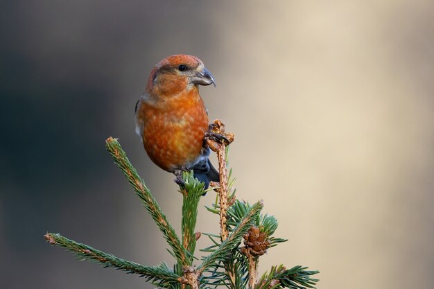 Crossbill rojo encaramado sobre una ramita de árbol