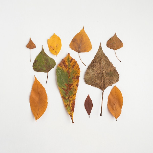 Foto gratuita cuadrado de hojas de otoño