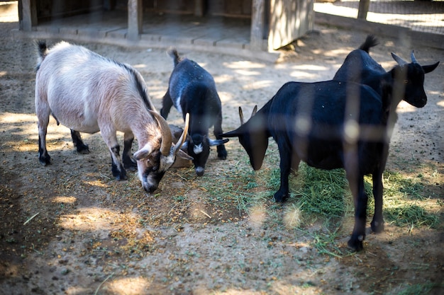 Foto gratuita cuatro cabras pastando