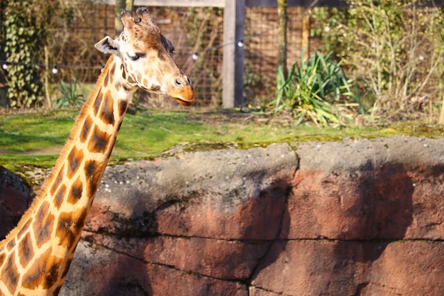 Cuello largo de una jirafa rodeada de césped y plantas en el zoológico