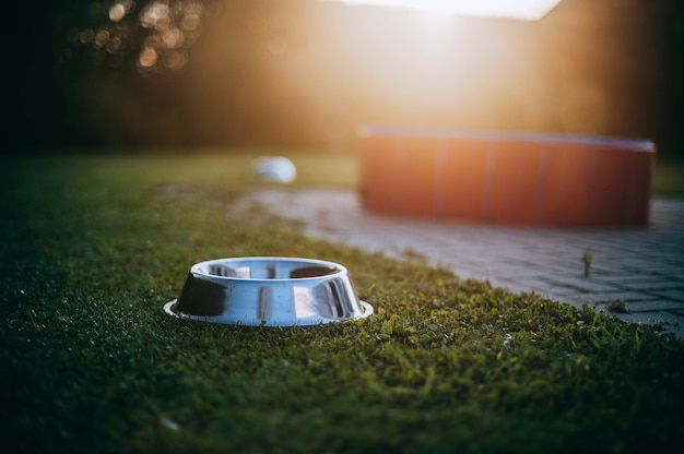 Cuenco de perro vacío sobre la hierba verde en la luz del sol