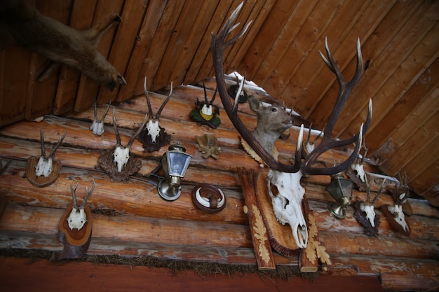 cuernos de venado en la pared de madera