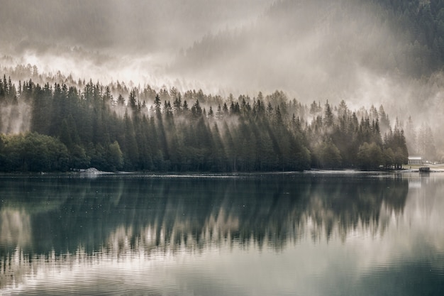 Cuerpo de agua cerca de pinos