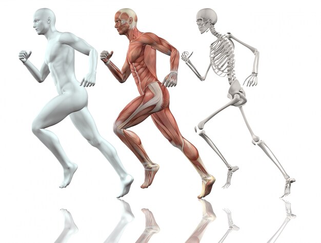 El cuerpo humano, corriendo