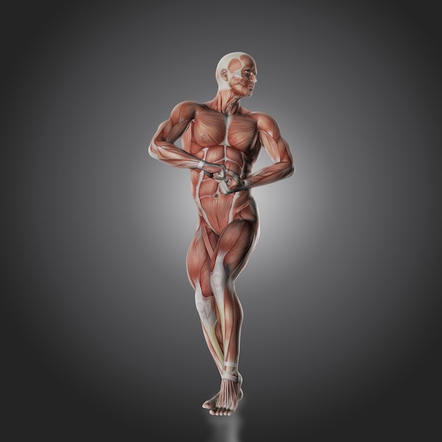 Cuerpo humano musculado