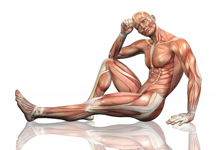 Foto gratuito el cuerpo humano y los músculos