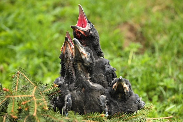 Cuervo negro en el hábitat natural.