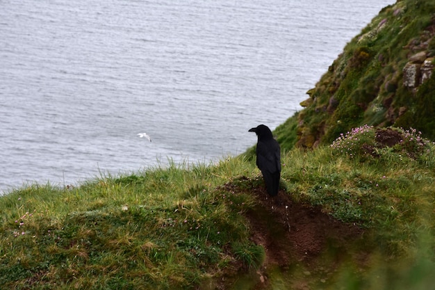 Cuervo negro sentado encaramado sobre un acantilado en Inglaterra