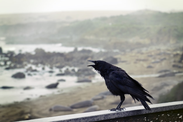 Cuervo posado sobre muro de hormigón con vista al mar