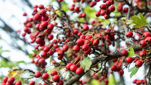 Cultivando múltiples espinos rojos con hojas verdes