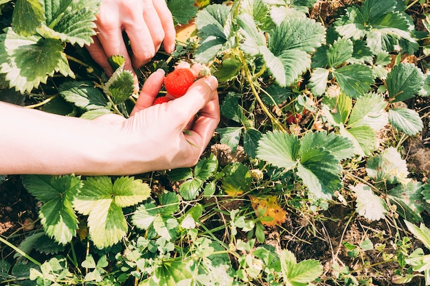 Cultive las manos cosechando fresas