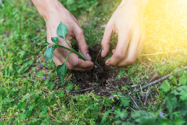 Cultive las manos plantando una ramita