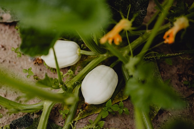 Cultivo de calabazas blancas en una granja