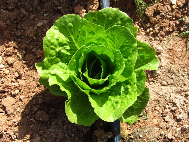 Foto gratuita cultivo de lechuga romana que se cultiva en tierras agrícolas