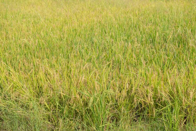 Cultivo tradicional de arroz de Tailandia. Paisaje de cultivo de arroz en otoño. Campo de arroz y el cielo. semillas de arroz tailandés en espiga de arroz. Hermoso campo de arroz y espiga de arroz Sol de la mañana contra las nubes y el cielo.