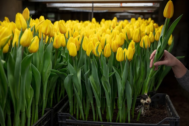 Foto gratuita cultivo de tulipanes en una fabricación artesanal de invernadero para su celebración