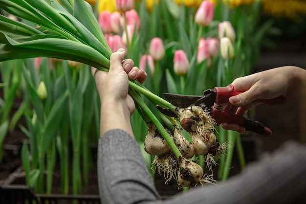 Cultivo de tulipanes en invernadero: fabricación artesanal para su celebración. Flores de primavera seleccionadas en tonos rosados tiernos. Día de la madre, de la mujer, preparación para las vacaciones, brillante. Confección de ramo.