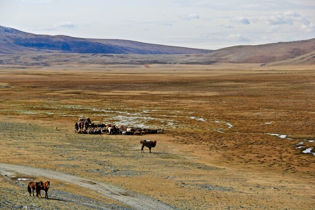 Cultura y estilo de vida de los nómadas kazajos