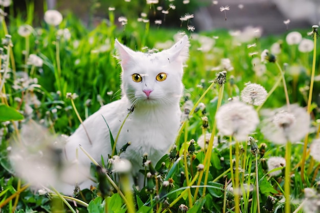 Curioso gato blanco mirando asustado a un lado en un césped verde lleno de dientes de león