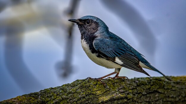 Curruca azul garganta negra (Setophaga caerulescens)