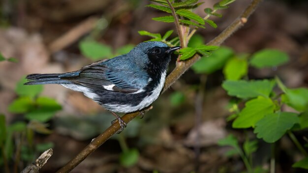 Curruca azul garganta negra