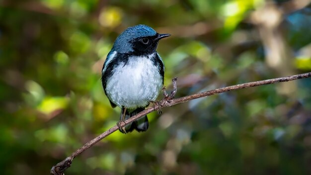 Curruca azul garganta negra