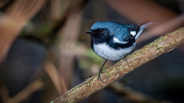 Curruca azul garganta negra