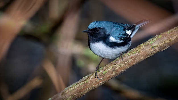 Curruca azul garganta negra