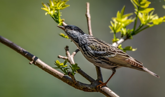 Foto gratuita curruca blackpoll (setophaga striata)