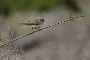 Foto gratuita curruca del este de bonelli, phylloscopus orientalis