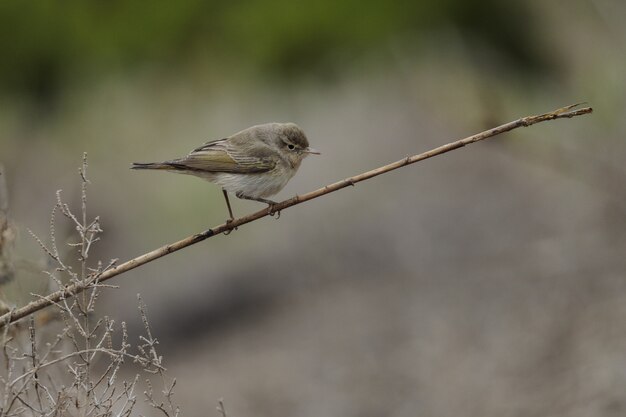 Curruca del este de Bonelli, Phylloscopus orientalis