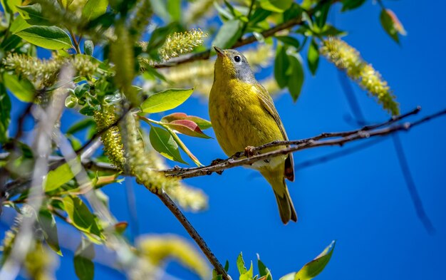 Curruca de Nashville (Leiothlypis ruficapilla)