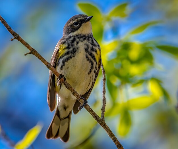 Curruca rabadilla amarilla (setophaga coronata)