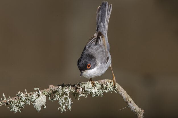 Foto gratuita curruca sarda macho adulto sylvia melanocephala