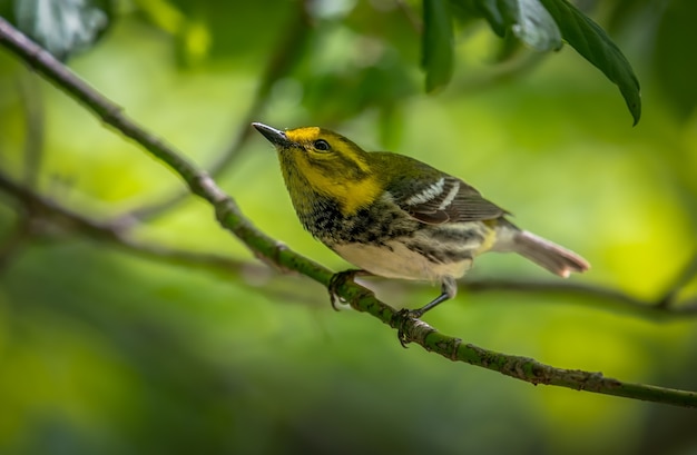 Foto gratuita curruca verde garganta negra (setophaga virens)