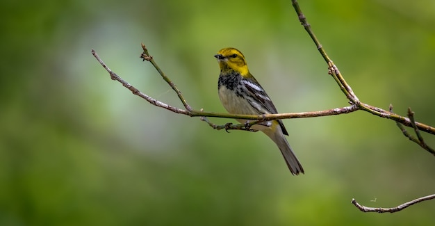 Curruca verde garganta negra (Setophaga virens)