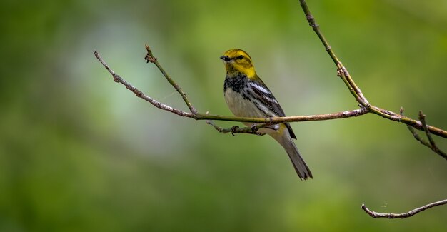 Curruca verde garganta negra (Setophaga virens)