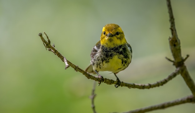 Curruca verde garganta negra, Setophaga virens