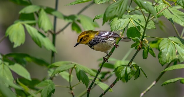 Curruca verde garganta negra (Setophaga virens)