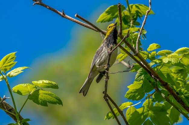 Curruca verde garganta negra (Setophaga virens)