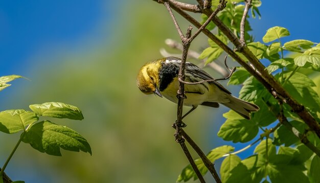 Curruca verde garganta negra (Setophaga virens)