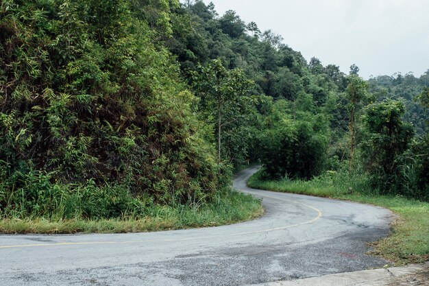 curva de carretera en el bosque