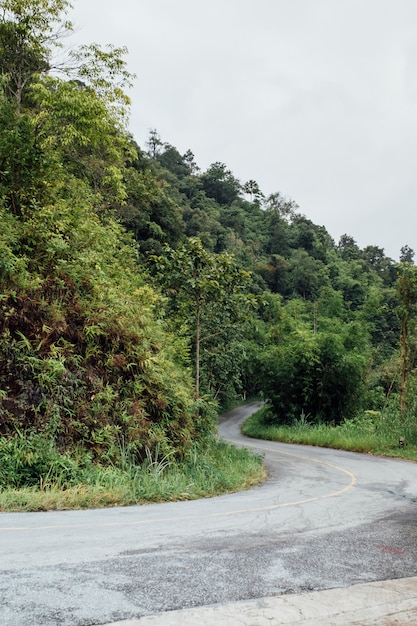 curva de carretera en el bosque