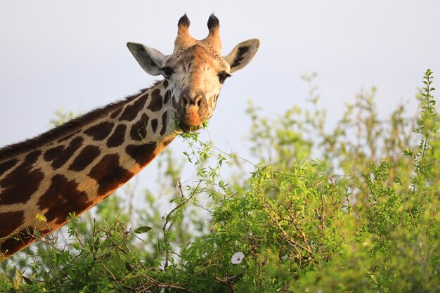 Cute Massai Giraffe en el parque nacional de Tsavo East, Kenia, África