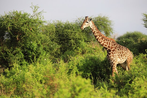 Cute Massai Giraffe en el parque nacional de Tsavo East, Kenia, África