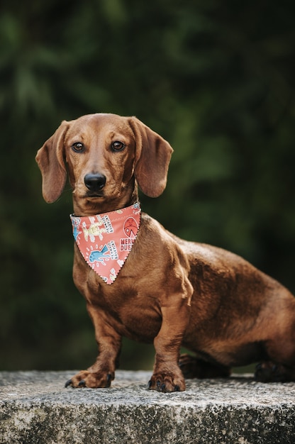 Dachshund enano marrón dulce con una elegante bufanda en el cuello caminando por la calle