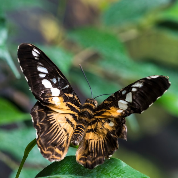 Dama pintada mariposa en hoja