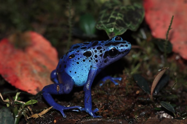 Dardo rana dendrobates tinctorius azureus primer plano sobre musgo